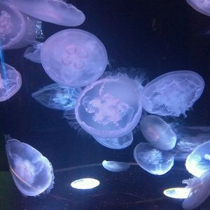 Meet your Posher, Veronica